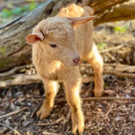 De Charme A La Campagne * Lusignan-Petit