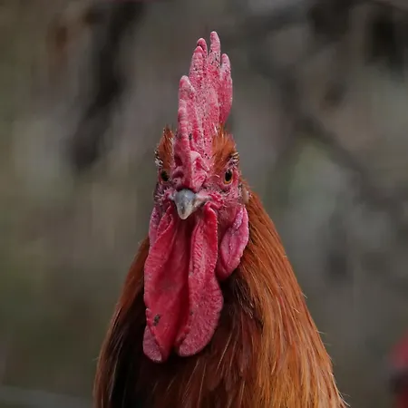 De Charme à La Campagne *
