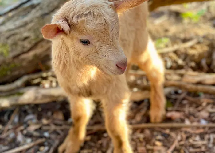 De Charme A La Campagne * Lusignan-Petit