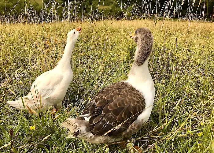 De Charme A La Campagne *