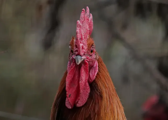 De Charme A La Campagne *